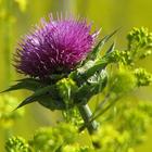 Milk Thistle extract